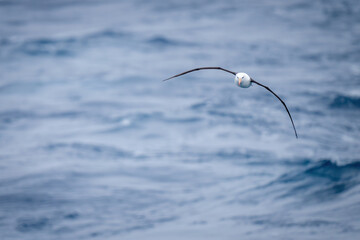 Black-browed albatross glides over sea toward camera