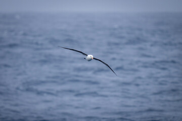 Fototapeta na wymiar Black-browed albatross glides over calm blue ocean