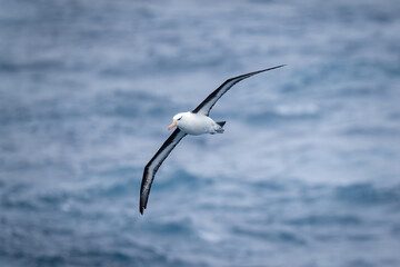 Fototapeta na wymiar Black-browed albatross glides with wings positioned diagonally