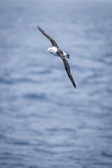 Black-browed albatross soars over calm blue sea