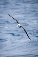 Black-browed albatross glides with wings stretched diagonally