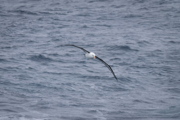 Black-browed albatross glides near calm blue ocean