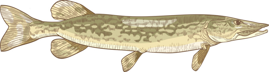 Pike Fish Colored Hand Drawn Illustration - obrazy, fototapety, plakaty