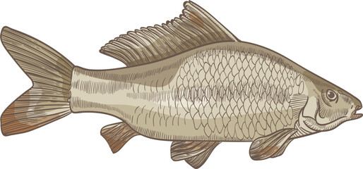 Carp Fish Colored Hand Drawn Illustration