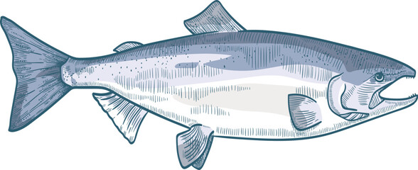 Salmon Fish Colored Hand Drawn Illustration