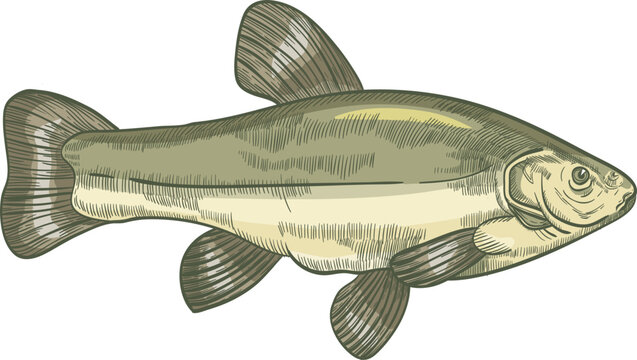 Tench Fish Colored Hand Drawn Illustration