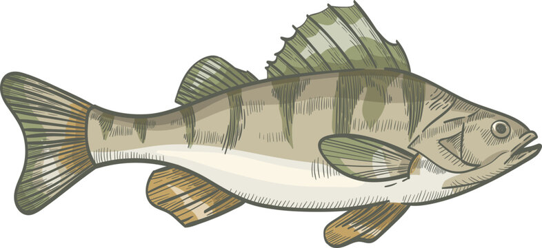 Perch Fish Colored Hand Drawn Illustration