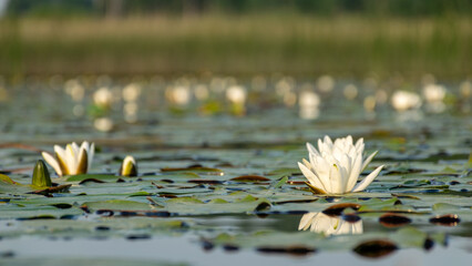 landscape with a water lily meadow, water lilies with green leaves floating on the water surface of...