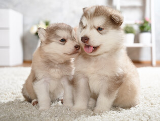 Two beautiful Alaskan Malamute puppies sitting on the carpet in the room
