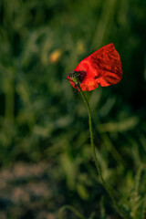 Obraz premium red poppy on a green background