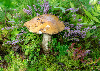 colorful photo with mushroom close-up, traditional forest vegetation, heather, moss, ferns, grass, forest in autumn, mushroom collection for eating