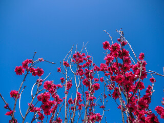 桃の花