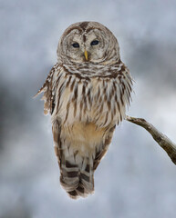 barred owl in nature during winter