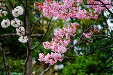 東京の桜
