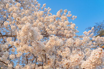 Blossoming apricot tree on blue sky