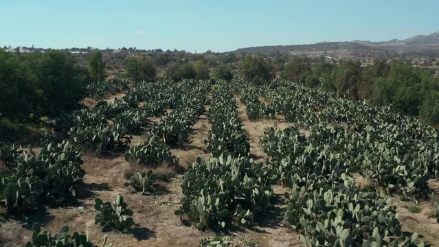 Nopal farm in Mexico. Drone view of opuntia rows with mountain back
