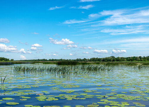 summer landscape with the source of the river from the lake, beautiful clouds in the sky, the source of the river Salaca, Vecate, Lake Burtnieki, Latvia