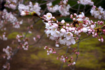 Japanese cherry blossoms.
