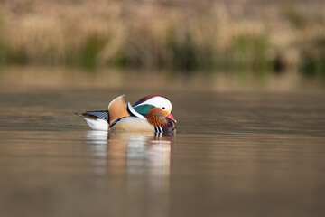 Mandarin duck [Aix galericulata]