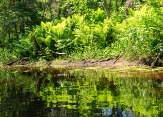 landscape with forest river reflection view, green forest river view