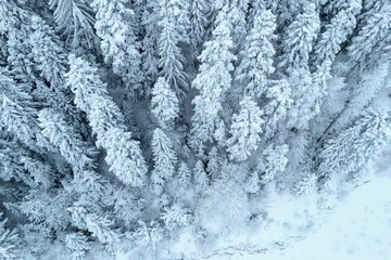 Aerial view of a frozen winter landscape with snow covered forest trees in the mountain 