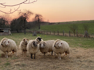Schafe im Sonnenuntergang