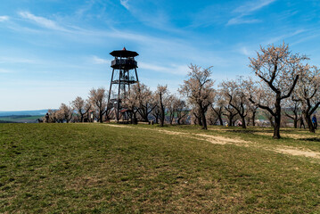 Wooden view tower with blossoming almonrd tree around above Hustopece town in Czech republic