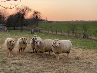 Schafe, Abendstimmung