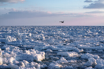 流氷を飛行する大鷲 © 清水　昭彦