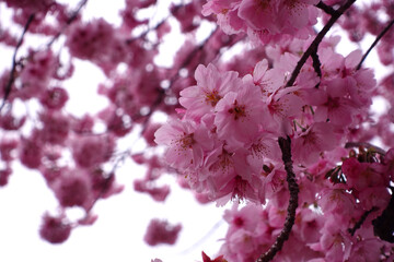 Beautiful Japanese cherry blossoms. Sakura flowers.