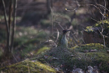 Naklejka na ściany i meble European green woodpecker on the forest ground.