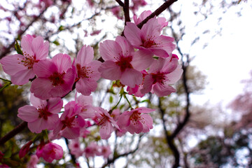 Cherry blossoms and sunshine. Japanese sakura.