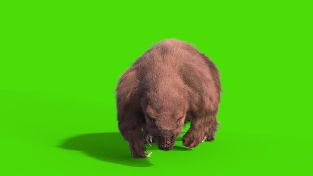 Paramylodon Pleistocene Mammal Walkcycle Green Screen Front Loop 3D Rendering Animation