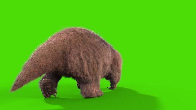 Paramylodon Pleistocene Mammal Walks back Green Screen 3D Rendering Animation