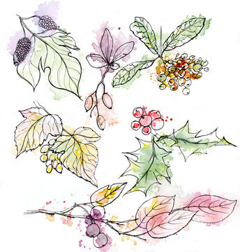 Hand drawn set of autumn leaves in watercolor and ink