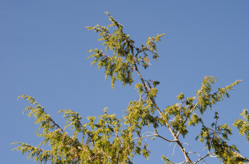 Canary Islands juniper Juniperus cedrus. Teide National Park. Tenerife. Canary Islands. Spain.