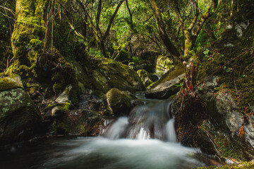 creek in  forest