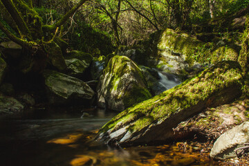 Fototapeta na wymiar creek in forest