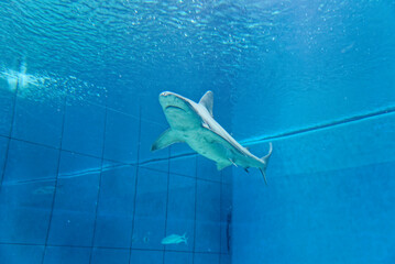 Naklejka premium A shark swims in aquarium tank in Genoa Aquarium
