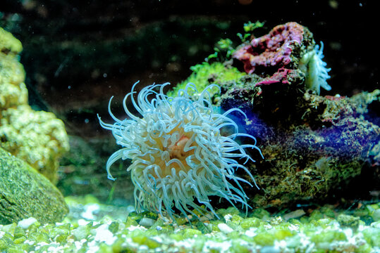 Beadlet anemone - Red sea anemone
