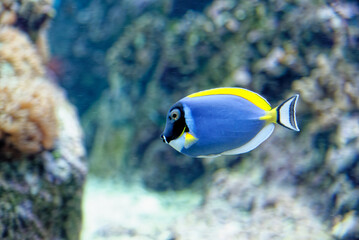 Naklejka na ściany i meble Beautiful underwater world with tropical fishs