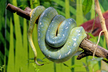 Green Tree Python - Morelia Viridis