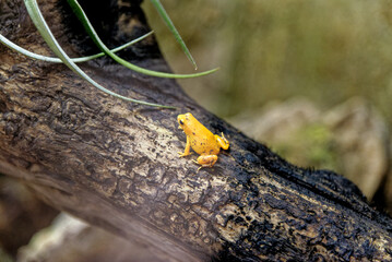 Golden Mantella - Mantella aurantiaca