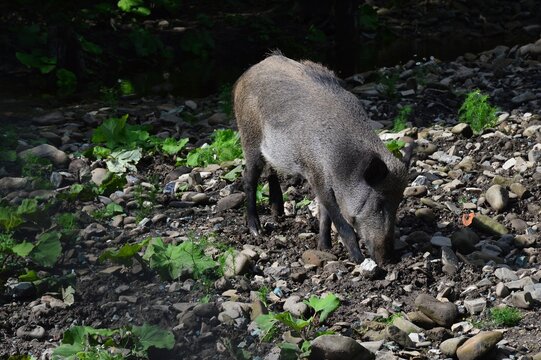 Adult wild boar, latin name Sus Scrofa, standing on sunny edge of the forest with some burweed plants on the ground, digging something edible with his snout from wet soil.