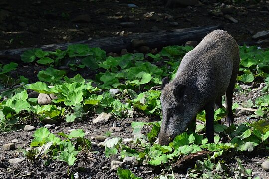 Adult wild boar, latin name Sus Scrofa, standing on sunny edge of the forest with some burweed plants on the ground, searching for some edible on the ground.