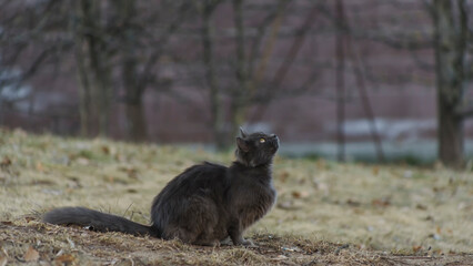 Homeles cat is looking for shelter. Abandoned animal, street cat. The cat is waiting for new owners.