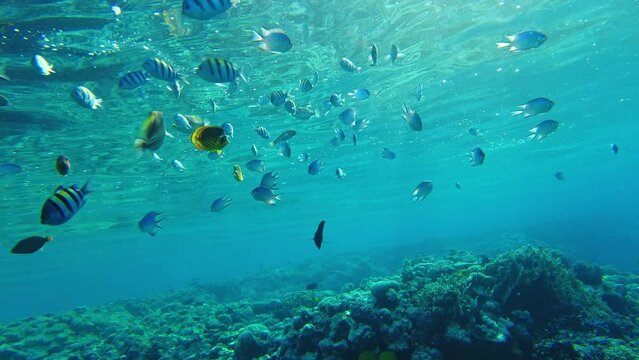 flock of fish in the rays of the sun. the red sea at sunset with the rays of the sun in the water column