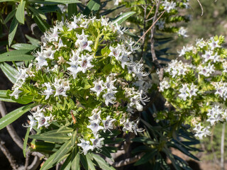 White Tajinaste (Echium decaisnei) in Gran Canaria island, Spain