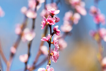 Beautiful Pink Peach Blossoms in a Garden..