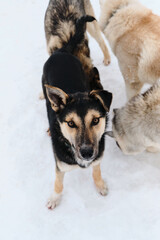 Funny mongrel in shelter. Black and tan cute Alaskan husky puppy. Dog is standing in snow and looking up, one ear is up, the other is lying.